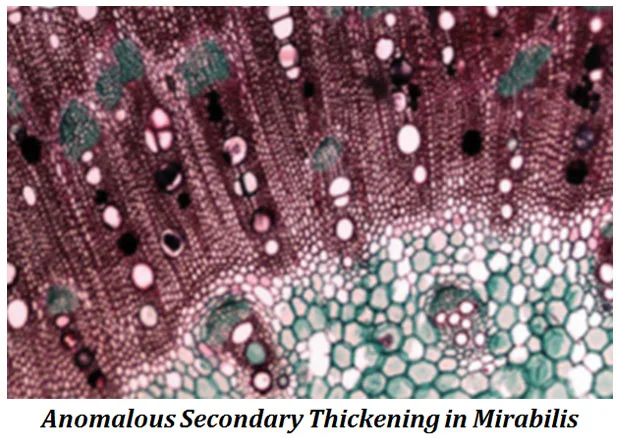 4O' clock plant secondary thickening