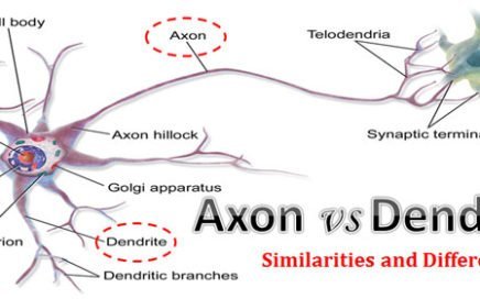 Difference between Axon and Dendrites