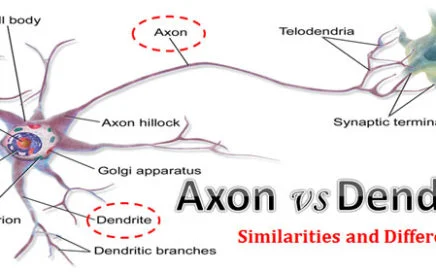 Difference between Axon and Dendrites