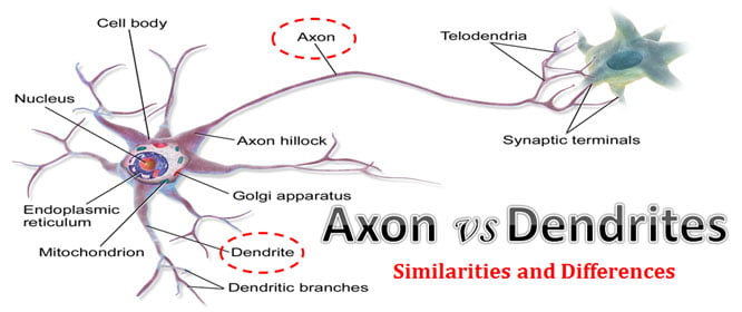 cell axon vs dendrite
