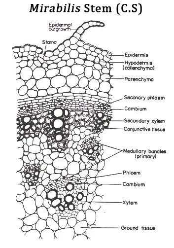 Anomalous Secondary Growth in Nyctanthes Stem