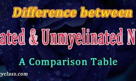 difference between myelinated and unmyelinated axon