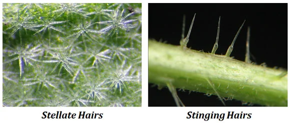 Anatomy in Relation to Taxonomy