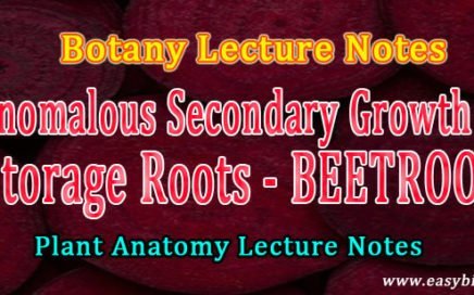 secondary structure in beta vulgaris