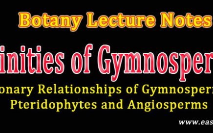 evolution of gymnosperms