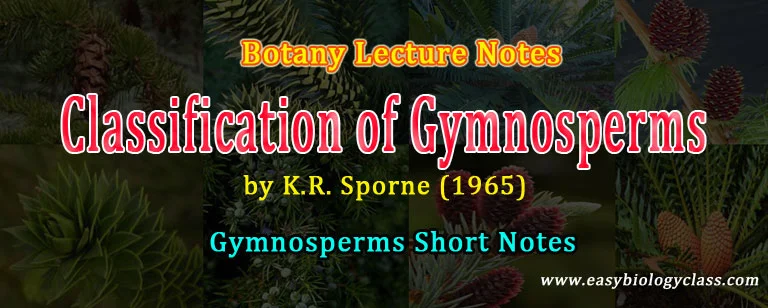 Difference between Gymnosperm and Angiosperm