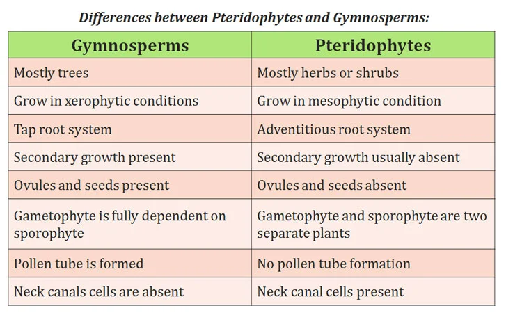gymnosperms vs pteridophytes