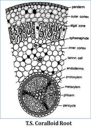 coralloid root record diagram