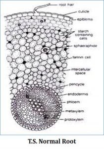 Cycas Coralloid Root Diagram | EasyBiologyClass