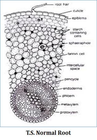 cycas root record diagram