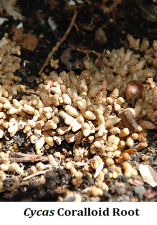 coralloid roots of cycas