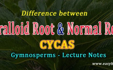 cycas normal vs coralloid root
