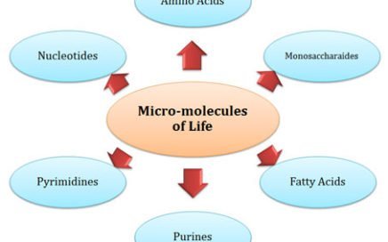 important chemicals in a cell