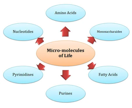 Biochemical Origin of Life