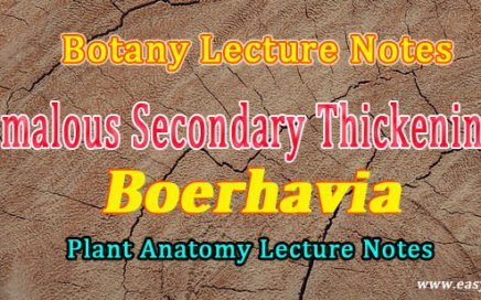 boerhavia stem anatomy
