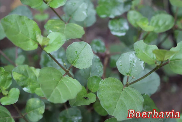 Accessory cambium in Boerhavia