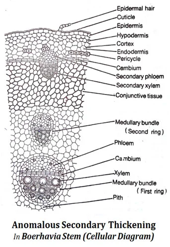 Anomalous Secondary Growth in Boerhaavia