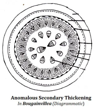 bougainvillea record diagram