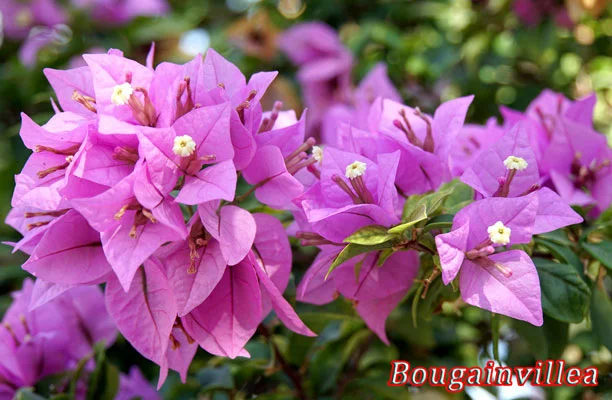 anatomy of bogainvillea