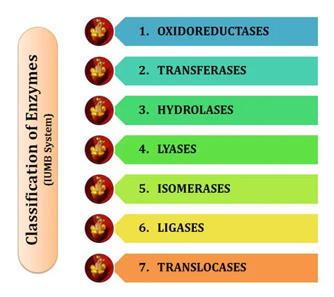 Classification of enzymes notes