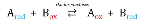 Classification of Enzyme
