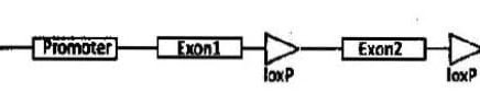 genetic engineering mcq