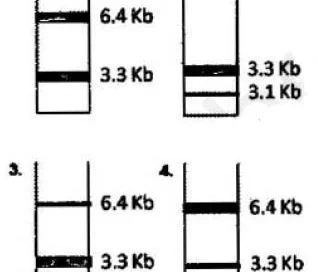 genetic engineering mcq