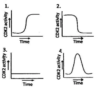 Cyclin graph
