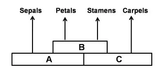 abc model of flower