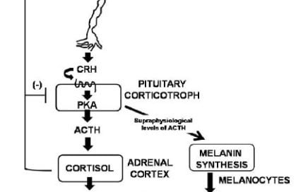 endocrinology mcq