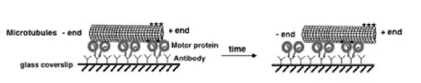 biology mcq csir