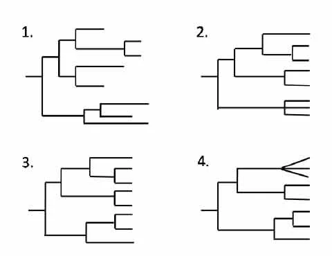 different types of phylograms