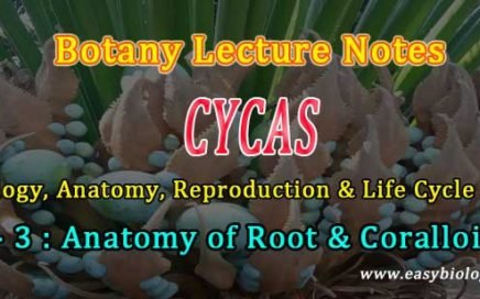Structure of Coralloid Root in Cycas