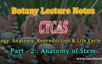 Anomalous secondary thickening in Cycas