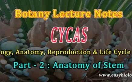 Anomalous secondary thickening in Cycas