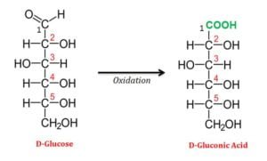 Aldonic-Acids | EasyBiologyClass