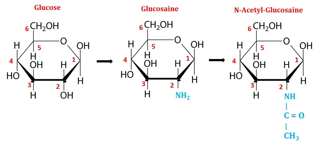 n acetyl glucosamine