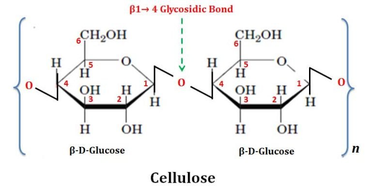 Cellulose Structure Easybiologyclass 