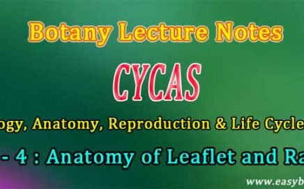 Cycas Notes