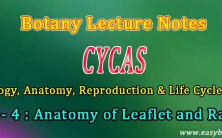 Cycas Notes