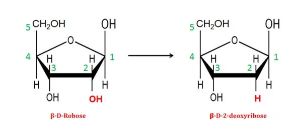 deoxy sugars in the cells