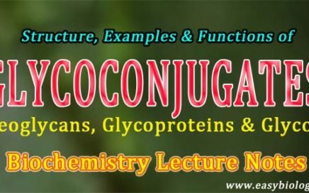 glycoproteins Proteoglycans Glycolipids