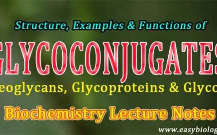 glycoproteins Proteoglycans Glycolipids