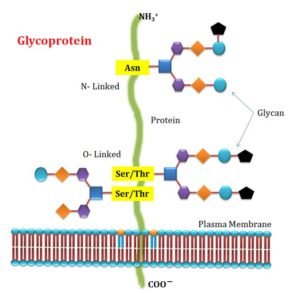 Glycoprotein Vs Proteoglycan Vs Glycolipid 