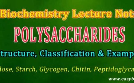 Polysaccharide Examples