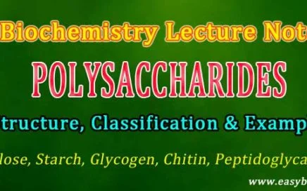 Polysaccharide Examples