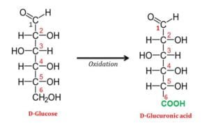 Uronic-Acids | EasyBiologyClass