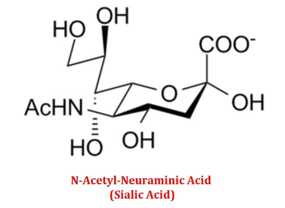 n acetyl neuraminic acid