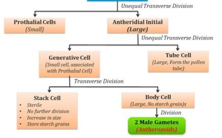 development of male gametophyte in cycas