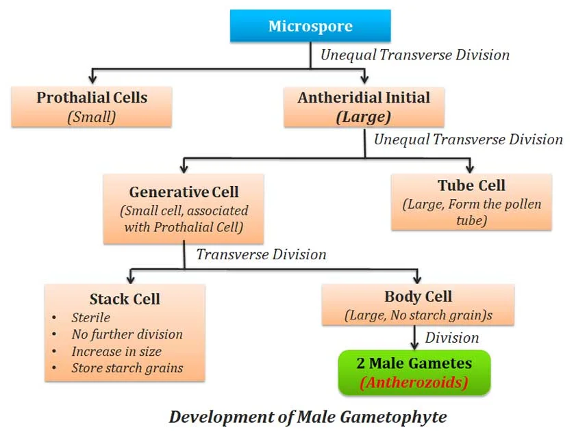 development of male gametophyte in cycas
